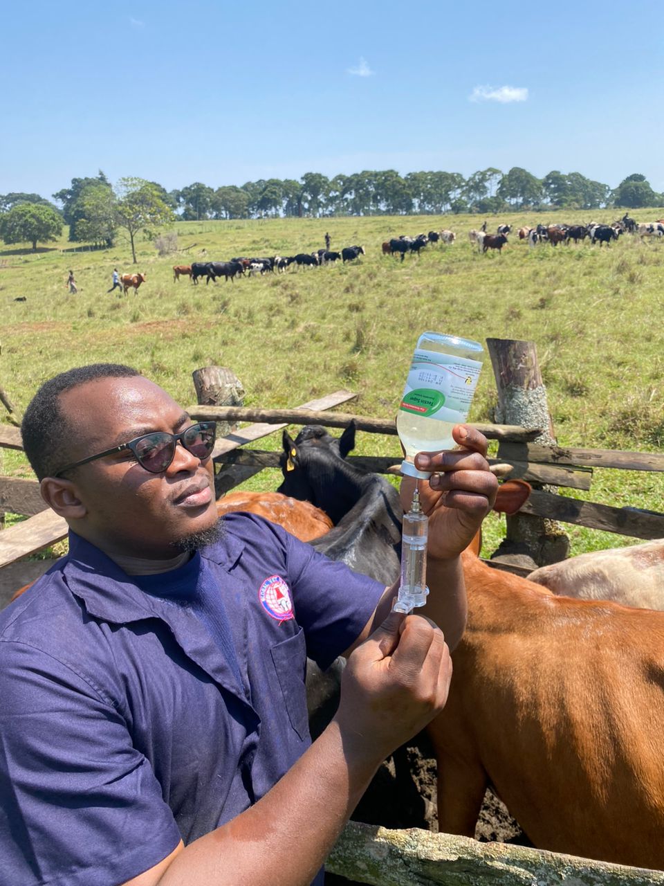 Global Vet team providing veterinary care in the field