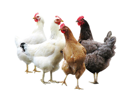 Poultry Medicine